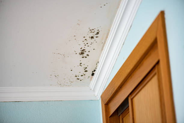 Environmental Consulting for Mold Prevention in Creola, AL